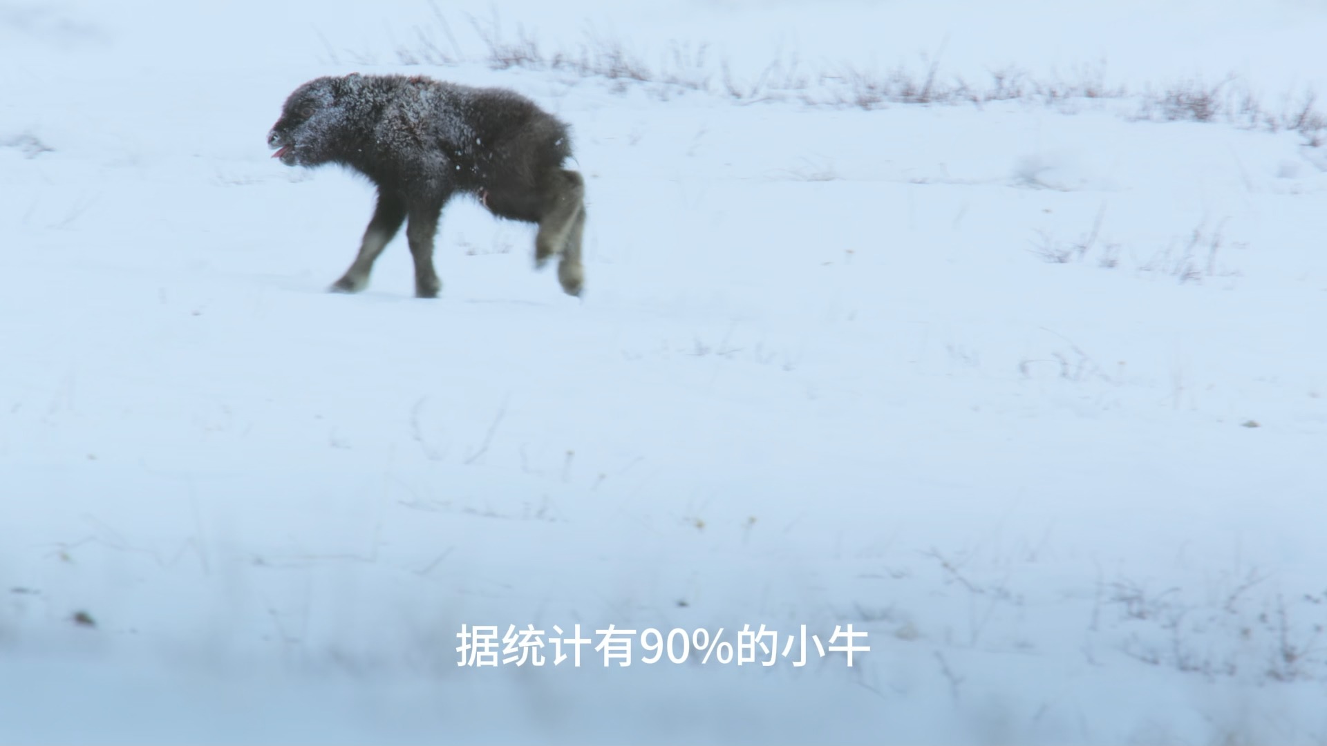 包含小牛击败灰熊，一路领先的词条